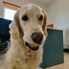 TeethBall
